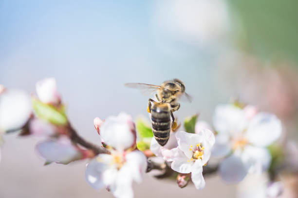 istock Spring garden. One bee on the sakura flowers on sunny day 1192231150