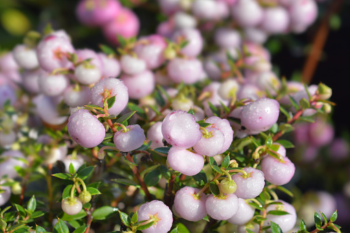 Prickly heath pale pink berries - Latin name - Gaultheria mucronata (Pernettya mucronata)