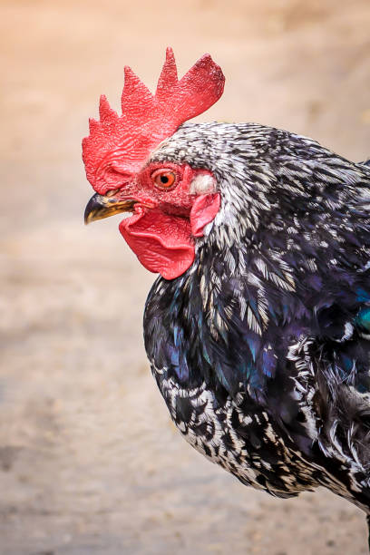 istock Young cock in a farmyard 1192233975
