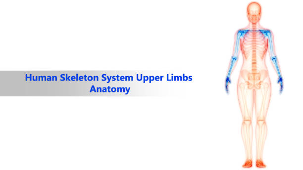 human skeleton system upper limbs anatomy - human upper body xray imagens e fotografias de stock