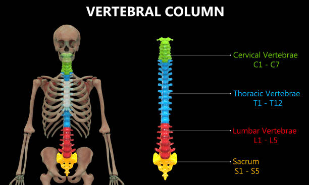 istock Vertebral Column of Human Skeleton System Anatomy 1192235030