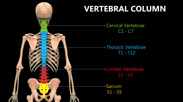 istock Vertebral Column of Human Skeleton System Anatomy 1192235041