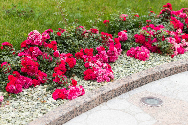 istock Purple spray roses 1192235088