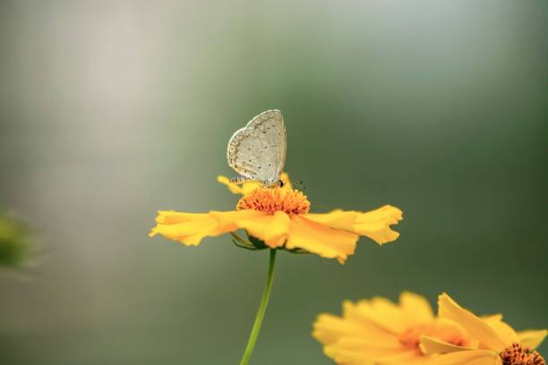 istock Gecko and butterfly VA104 1192236672