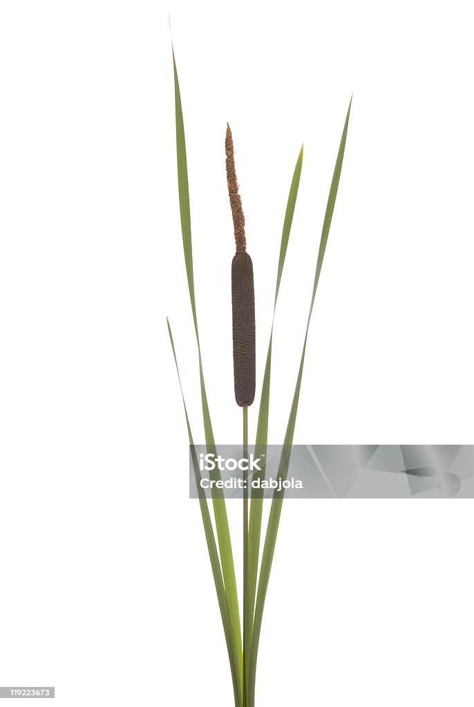 cattails  Cattail Stock Photo