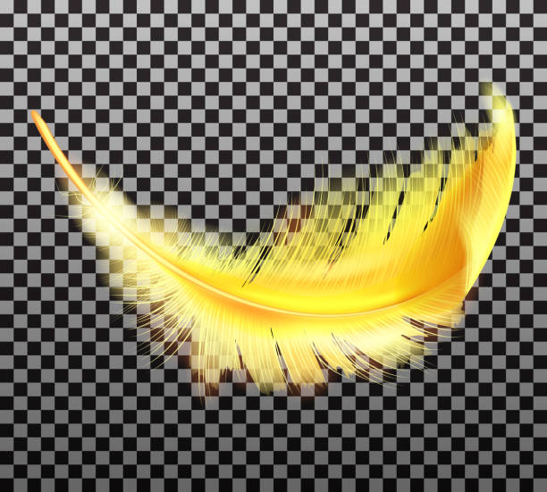 ilustraciones, imágenes clip art, dibujos animados e iconos de stock de color dorado vector de pluma esponjosa realista - feather peacock ornate vector