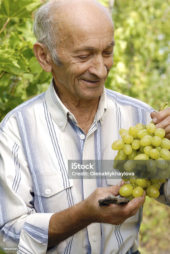 Senior dei produttori di vino - Foto stock royalty-free di Abbigliamento casual