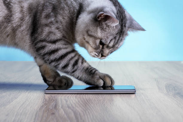 gato doméstico surf the net - gato de pelo corto fotografías e imágenes de stock