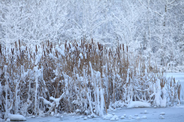 istock Reed on snow-covered lake 1192243042