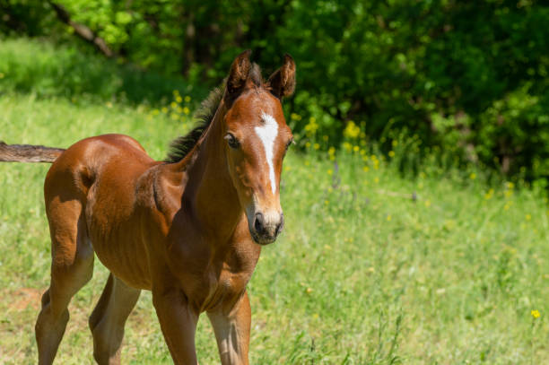 istock Portrait of young foal on a spring pasture 1192243116