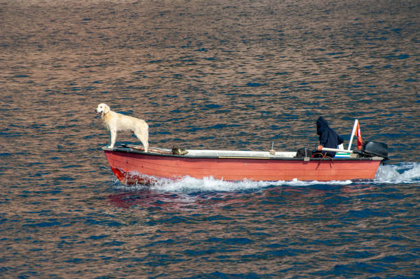 istock Calm dog ad man on a boat 1192244933