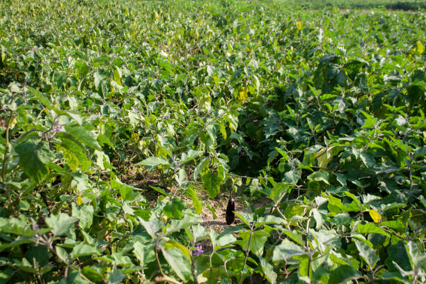 Brinjal, Eggplant growing in farm land. stock photo