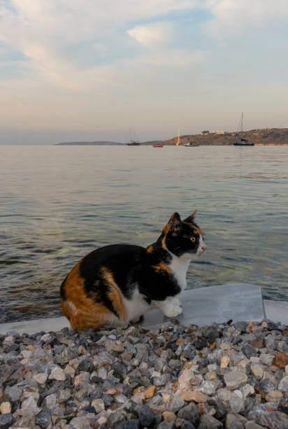 istock Three-colored cat resting against the sea 1192246863
