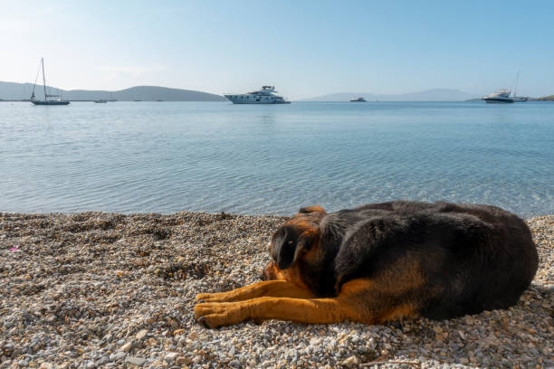 istock Lazy dog relaxing and sleeping on sand beach 1192247154
