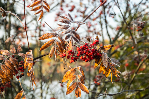 The frozen berries and leaves of rowan at sunny autumn morning