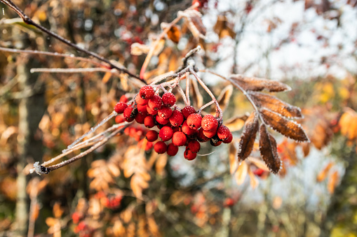 The frozen berries and leaves of rowan at sunny autumn morning