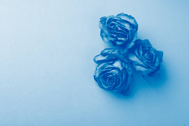 Rose flowers on a blue smooth background. Trend monochrome tinting. Copy space horizontal frame