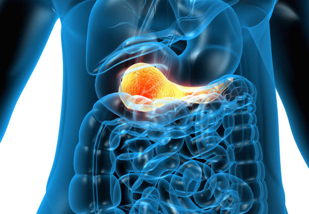 istock Human Pancreas Anatomy 1192250265