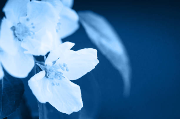 istock Apple blossom close up. Young flowers. Blurred background. 1192251130