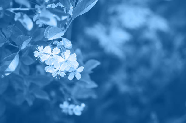istock Cherry blossom close up. Young flowers. Blurred background. 1192251152