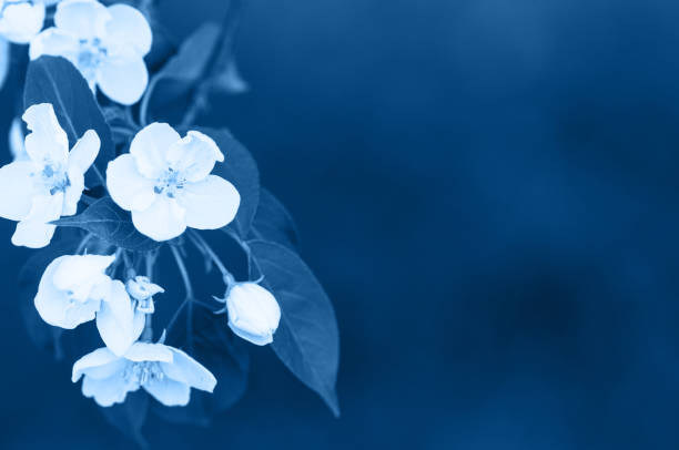 istock Apple blossom close up. Young flowers. Blurred background. 1192251162