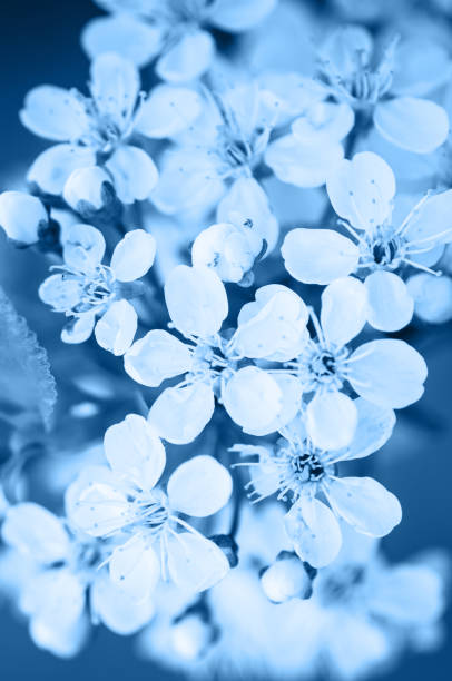 istock Cherry tree blossom close up. Blurred background. 1192251163