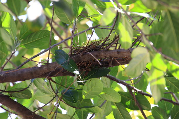 istock Bird's nest on the tree But there are no birds 1192251424
