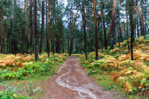 Ferns with fall colors in Boca del Asno Segovia