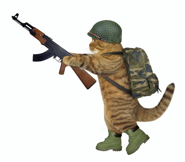 istock Cat soldier holds machine gun 2 1192251475