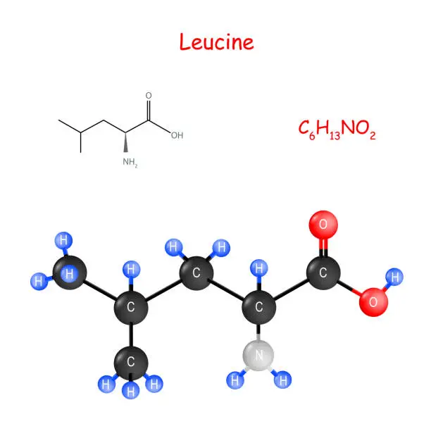 Vector illustration of Leucine. flavor enhancer. Chemical structural formula and model of molecule.