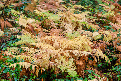 Ferns with fall colors in Boca del Asno, Valsaín, Segovia, Spain