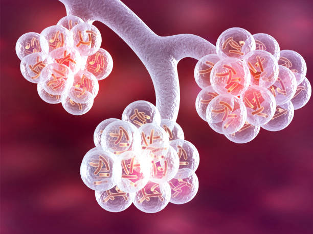 istock Alveoli of the human lungs 1192251539