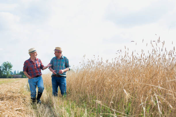 istock Farmers walking in wheat field 1192251963