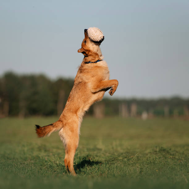 istock happy mixed breed dog playing outdoors with a toy 1192254902