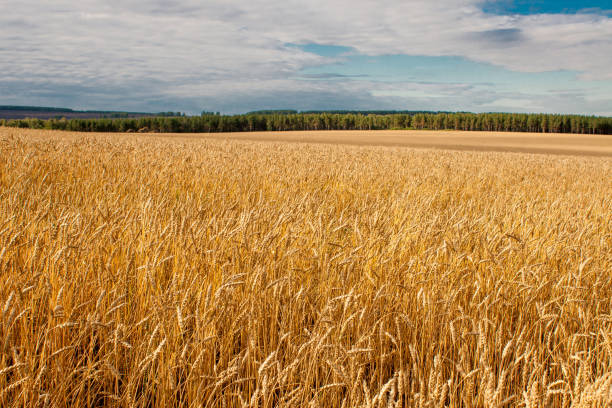 istock Golden wheat field under a blue sky with clouds and forest in the background. 1192255662