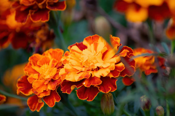 istock Flowering marigolds close-up. 1192255691