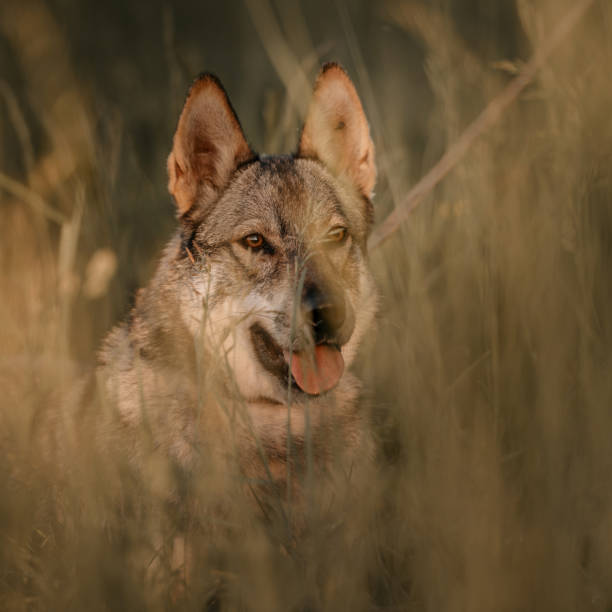 istock grey mixed breed dog portrait in tall grass in summer 1192255814