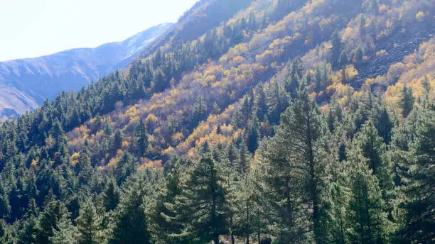 Landscape photography of mountain valley covered with forest trees in sunset. Sunlight illuminating the forested area. Nature background. Great. Himalayan Range hillside view. Jammu and Kashmir India