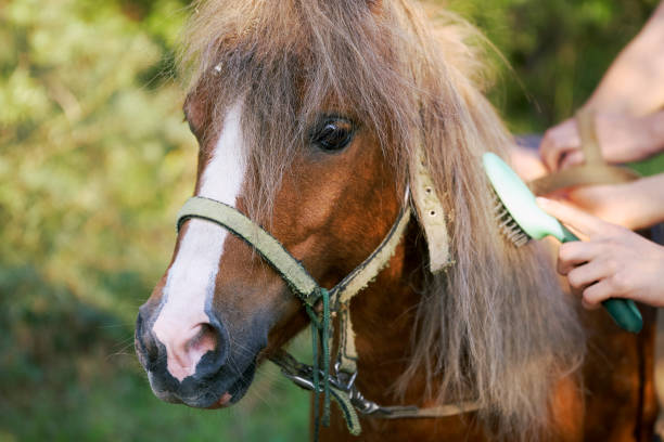 istock Young beautiful pony horse with girls hands combing the mane with a brush. 1192258564