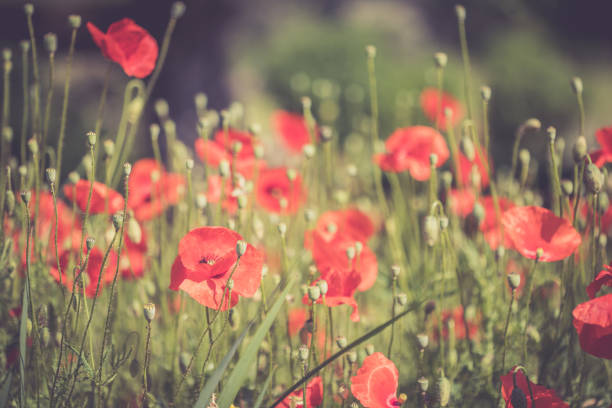 istock Field with red poppy seed blossoms, close up 1192258592