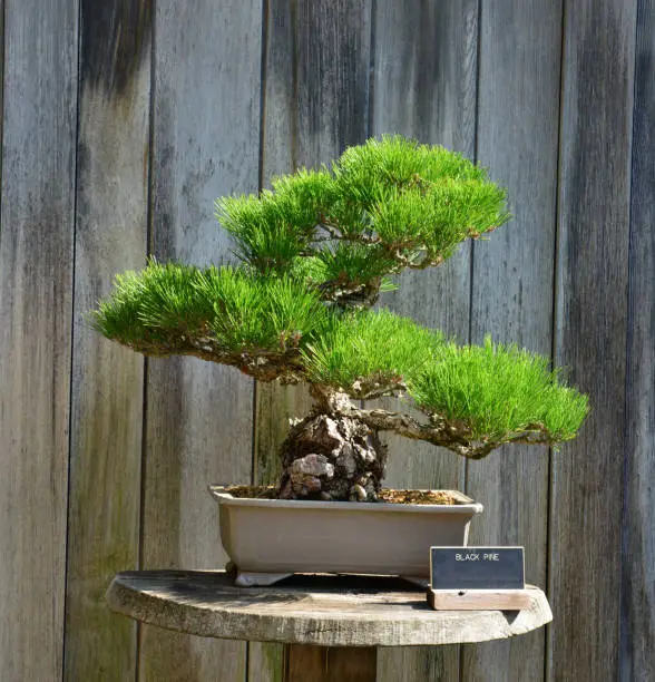 Photo of Black Pine Bonsai tree in Los Angeles