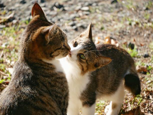 istock Cats are kissing 1192259231