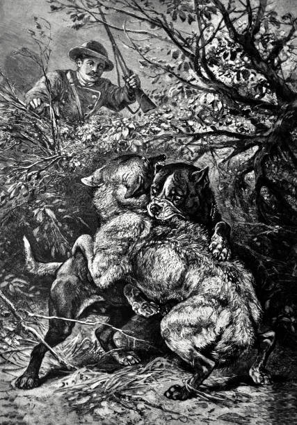 Bulldog fight with the wolf during the hunt Bulldog fight with the wolf during the hunt bulldog reading stock illustrations