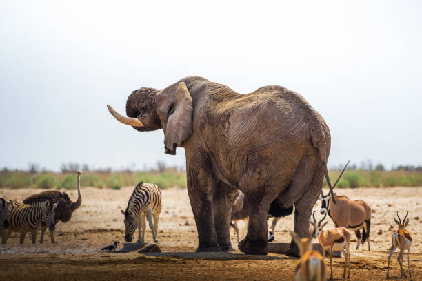 istock African elephant drinks water in Etosha National Park, Namibia 1192260556