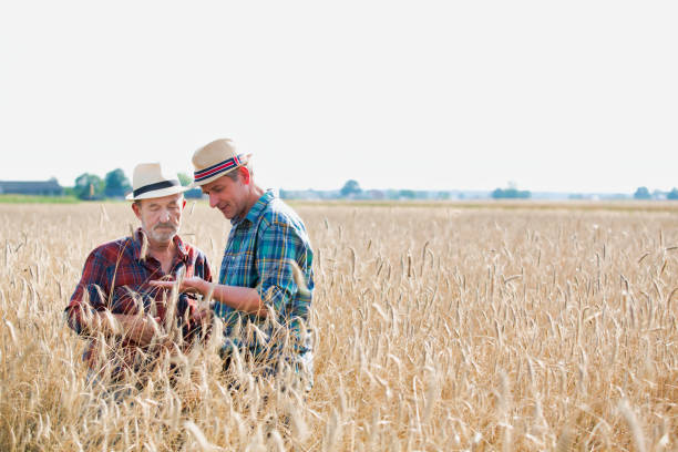 istock Farmers examining wheat grains in field 1192261422