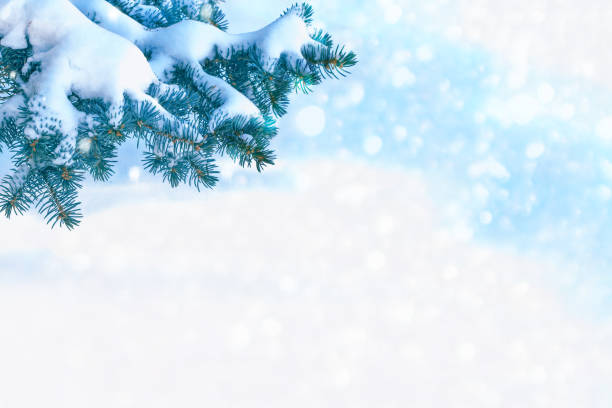istock snow covered trees. outdoor 1192261765