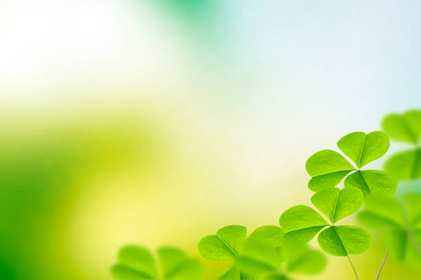istock Green clover leaves 1192261782