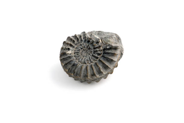 Macro photography of natural mineral from geological collection - polished stone ancient ammonite shell on white background