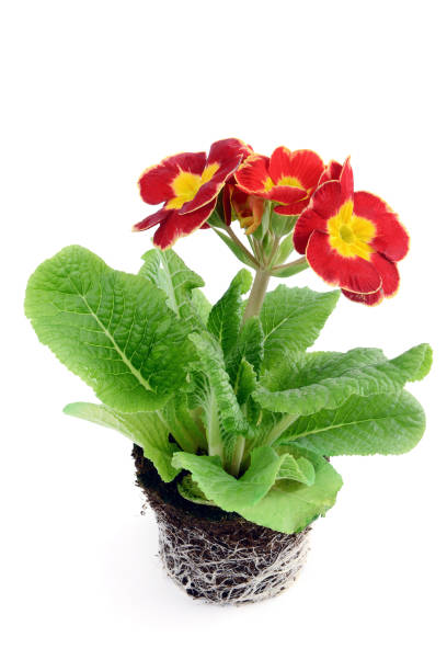 red primula flower with visible roots on white background