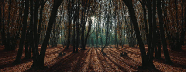 Path through autumn forest. The trees are overgrown with moss. Leaves have the colors yellow, green, red and brown. On the ground is full of leaves and branches. Two people are walking their dog.